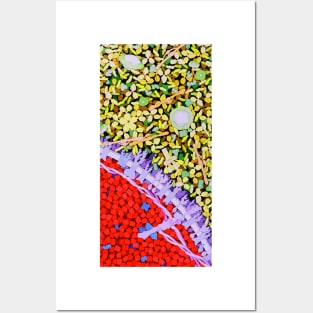 Red blood cell, artwork (P242/0369) Posters and Art